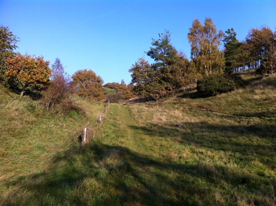 Skov ved Mols Bjerge