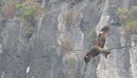 Ørn ved Halong Bay