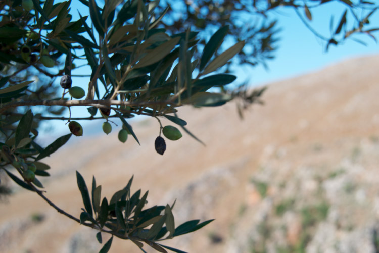 Oliven fra Kreta