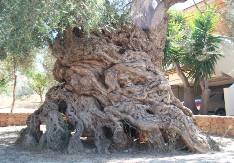 Oliventræ