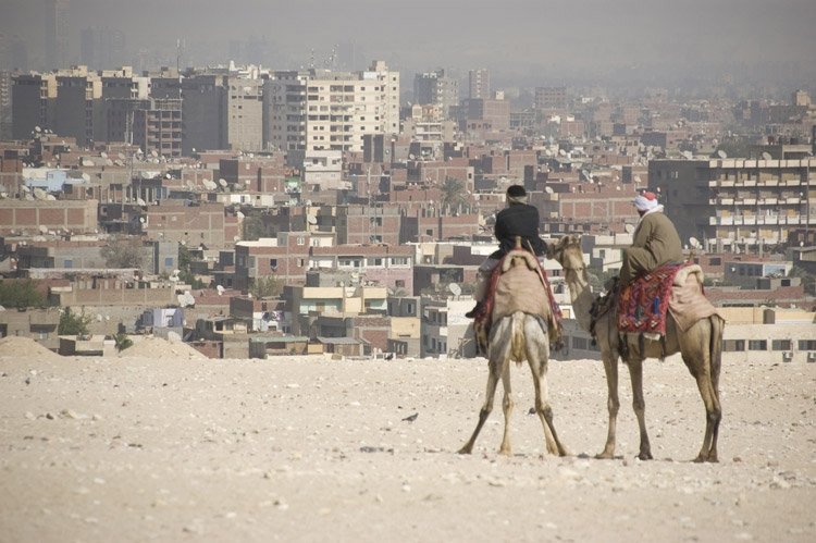 Kameler i Cairo