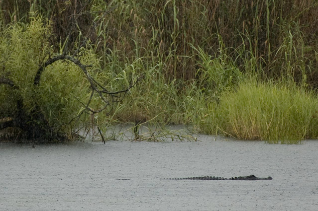 Krokodelle i Everglades