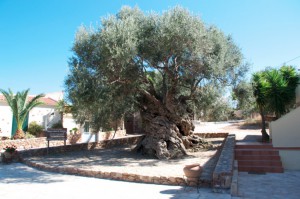 Verdens ældste Oliventræ