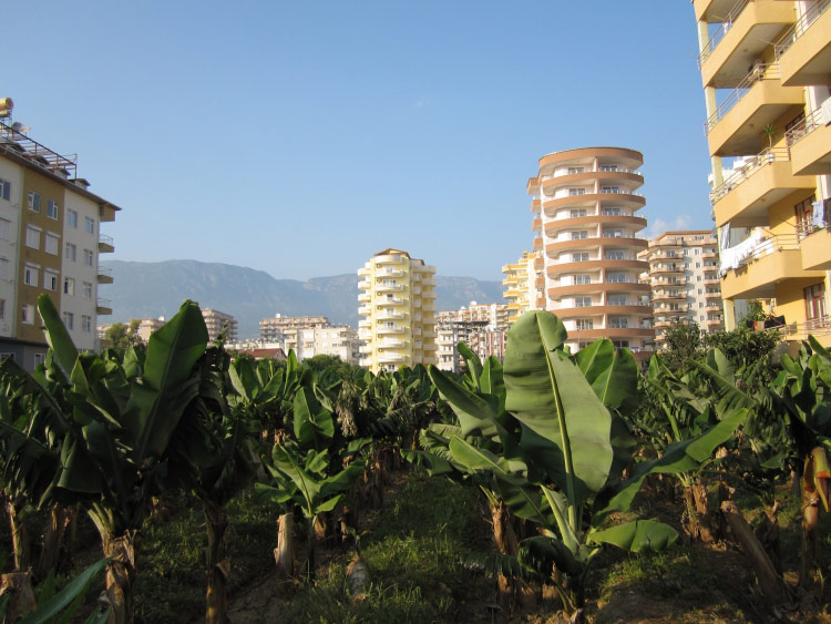 Bananplantager i Tyrkiet